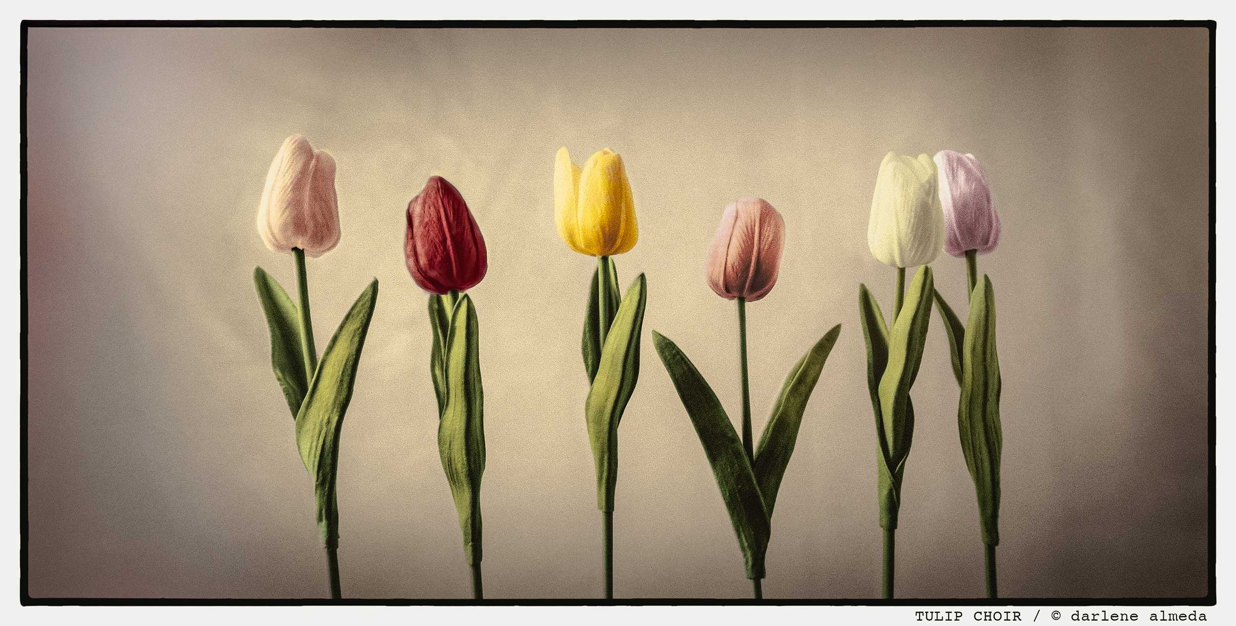 tulip-choir-2500.jpg tulip-choir-2500.jpg